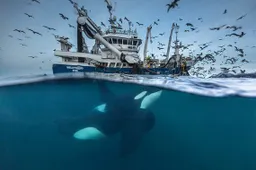 Dit zijn de 11 finalisten in de Wildlife Photographer of the Year verkiezing