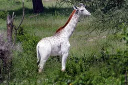 Witte giraffe is het meeste bijzondere dier dat je dit jaar gaat zien