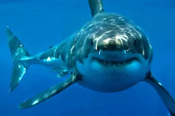 Wetenschappers vinden een miljoenen jaar oude 'crèche' voor de witte haai