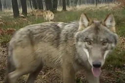 Vette beelden laten wolvenfamilie op de Veluwe zien