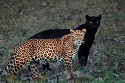 Fotograaf maakte unieke foto van een luipaard en zwarte panter