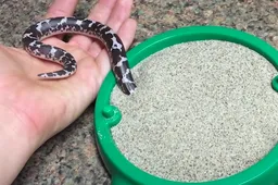 Deze Keniaanse zandboa is het schattigste slangetje ter wereld
