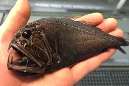 Russische visser slaat zieke zeemonsters aan de haak