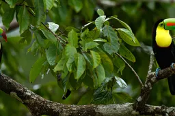 25 foto's die bewijzen dat je naar Belize moet