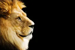 Disney komt met een nieuwe nostalgische Lion King film over de opkomst van Mufasa