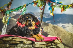 Maak kennis met het duurste hondenras ter wereld: de Tibetaanse Mastiff