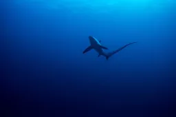 Haaien onder invloed van drugs voor de Braziliaanse kust