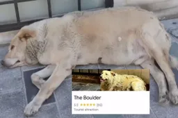 Deze moddervette hond is de hoogst beoordeelde toeristische attractie in Istanbul