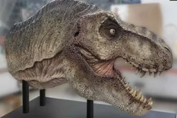 Voor 18.500 dollar ben jij de eigenaar van een levensecht hoofd van een T-Rex