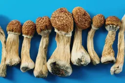 Magic mushroom trip eindigt met een gehalveerd mannenzaakje