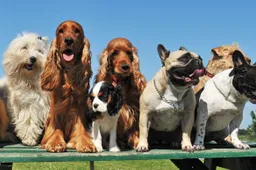 DogGPT is de nieuwe AI matchmaker voor hond en baasje