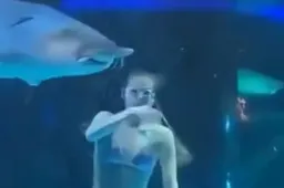 Gigantische vis valt ‘zeemeermin’ aan in aquarium tijdens show