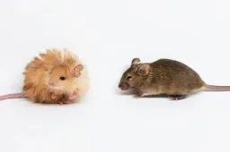 De mammoetmuis moet de terugkeer van de Mammoet betekenen