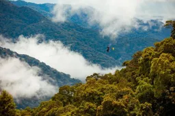 Zweven boven het regenwoud: Rwanda opent ziek lange zipline