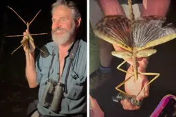 In Australië is het zwaarste insect van Australië ontdekt