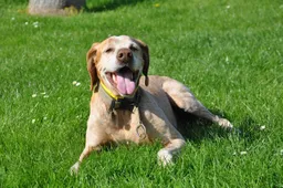 dog 2230532 1280