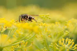 wasp-7767079_1280