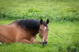 horse-8193368_1280