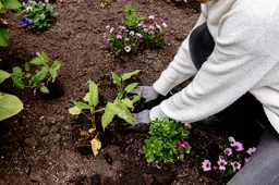 12 NK Tegelwippen-IAMKAT