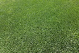 karinkarin-lawn-1390941_1920