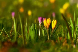 mabelamber-crocus-4849439_1920