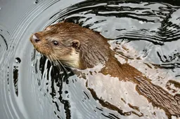 wildfaces-otter-7307280_1920