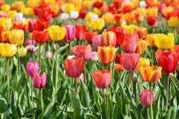 ralphs_fotos-tulips-3359902_1920