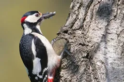 great spotted woodpecker 7167422 1280