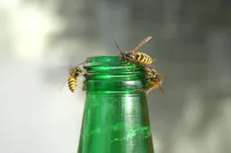 wasps-plague-3691852_1280
