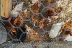 csm_2025-11-20_en_2025-11-24_AC_BN_GR_IF_Bescherm_uw_kippen_of_vogels_tegen_vogelgriep_e8d772d4e9