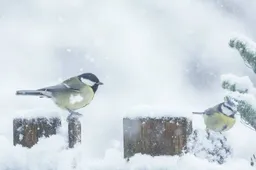 csm_2026-01-27_AC_BN_GR_beeld_vogels___1__55428f610e