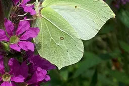 csm_2026-02-24_GR_beeld_plantgoedactie_Citroenvlinder_op_Grote_Kattenstaart_a2f427c9b6