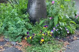 csm_2026-02-25_GR_beeld_boomspiegeltuintje_560d96e284