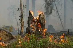 bosbrand-665e019049c49