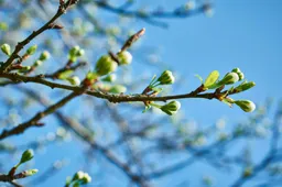 pexels-presedinca-1020808