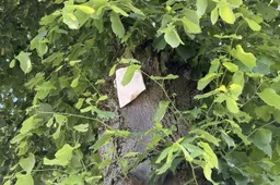 csm_2026-06-02_GR_Lieveheersbeestjes_in_bomen__2__41ba6fc71b
