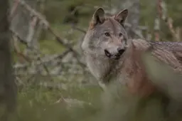 csm_2026-07-15_AC_BN_GR_beeld_wolf_6cc54812bf