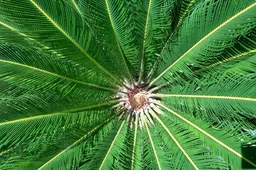 After co-founder, Xiaomi VP shares some Xiaomi Mi 5 camera shots