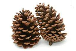 Xiaomi's Pinecone SoC to be unveiled 28th February