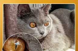 Redmi teases a 64MP camera phone, camera samples included