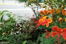 The Elephone C8 is coming really soon, here's the first Dual Camera Sample