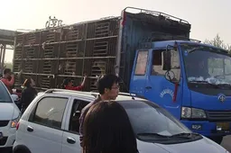 Chinese Micro-bloggers Save Dogs From Slaughter