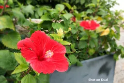 First Bluboo Dual photo samples released