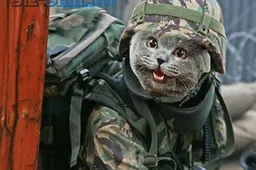 China Unleashes Cat Army on Rodent Invaders!