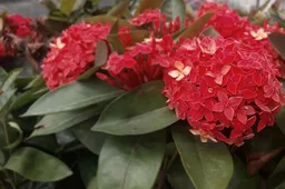 AllCall Bro: Dual Camera Setup Compared to a DSLR Camera