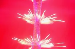 Guangzhou Games Fireworks Spectacular