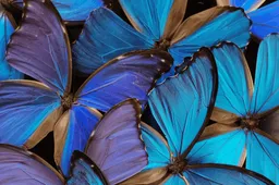 Honor 30S official HD image proofs appear online