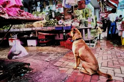 Huawei Honor V20 First Real Photo Samples from the 48MP Camera