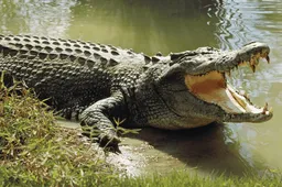 Alligator decides to have some fun with a remote-controlled boat in Florida