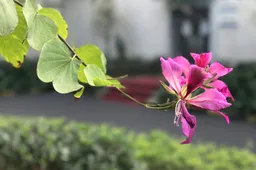 Ulefone Gemini Dual Camera Photo Samples